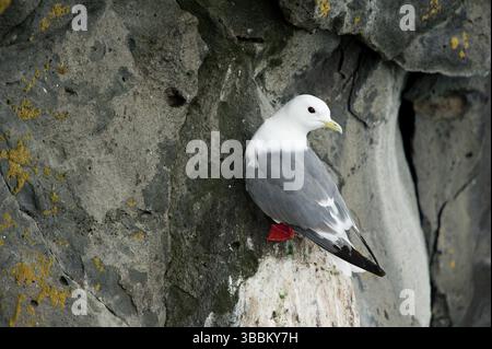 Rotbeinige Kittiwake (Rissa brevirostris), Alaska, USA, Nordamerika Stockfoto