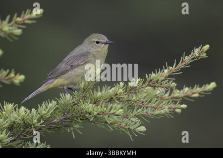 Orangenkrone Warbler (Leiothlypis celata), Alaska, USA, Nordamerika Stockfoto