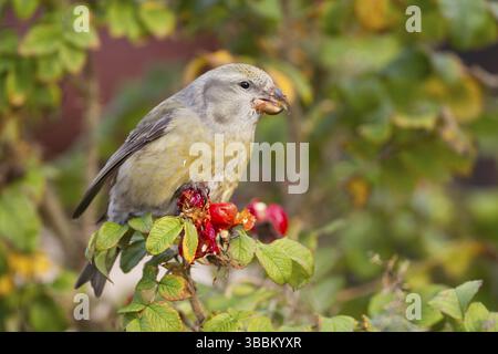 Parrot Gegenwechsel - Kiefernkreuzschnabel - Loxia pytyopsittacus, Deutschland. Weibliche Stockfoto