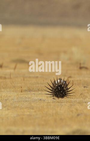 Salbei Grouse (Centrocercus urophasianus) männliche Paarung, Kalifornien, USA, Nordamerika Stockfoto