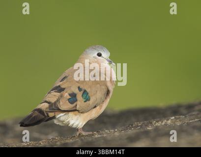 Smaragdfleckige Holztaube (Turtur chalcospilos), Uganda, Afrika Stockfoto