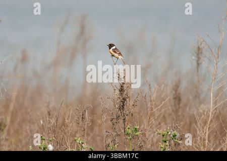 Männlicher Stonechat (Saxicola rubicola) auf trockenem Unterholz mit See-Bokeh im Hintergrund, Beniarres, Spanien Stockfoto