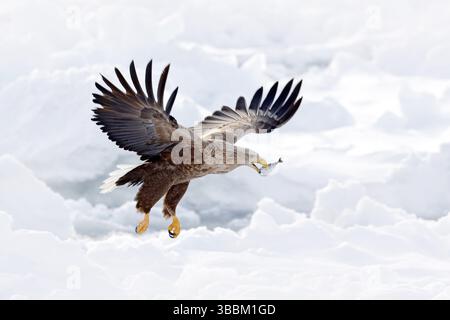Seeadler (Haliaeetus albicilla), der mit Fischbeute im Schnabel fliegt, Hokkaido, Japan, Asien Stockfoto