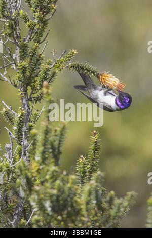 Der ecuadorianische Hillstar (Oreotrochilus chimborazo) thront auf einer Blume in Ecuador Stockfoto