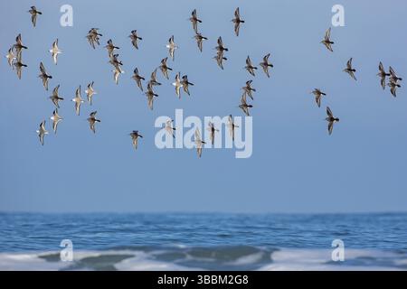 Purple Sandpiper & Sanderling (Calidris maritima & Calidris alba) Flock Fliegen, Schleswig-Holstein, Deutschland, Europa Stockfoto