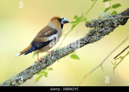 Hawfinch (Coccothraustes coccothraustes) männlich auf Flechten bedeckten Zweig, Andalusien, Spanien, Europa Stockfoto