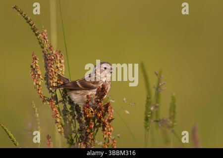 Liter Redpoll - Alpen-Birkenzeisig - Carduelis Cabarett, Österreich, Jugendliche, Europa Stockfoto