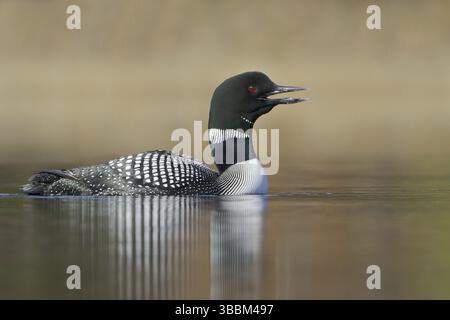 Great Northern Loon (Gavia immer), British Columbia, Kanada, Nordamerika Stockfoto