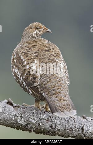 Rußhuhn (Dendragapus fuliginosus) weiblich, British Columbia, Kanada, Nordamerika Stockfoto