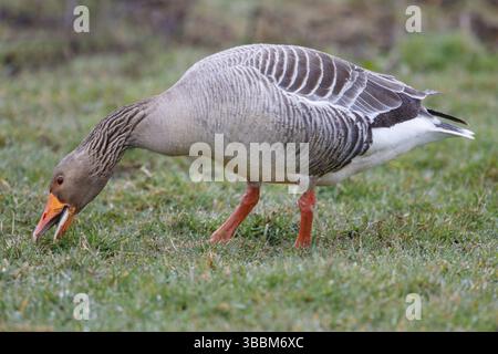 Graugans (Anser anser) auf Futtersuche, Niederlande Stockfoto