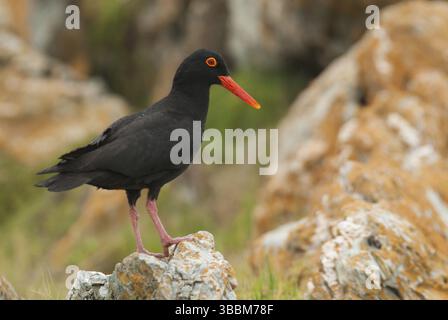 Afrikanischer Austernfänger (Haematopus moquini), Ostkap, Südafrika, Afrika Stockfoto