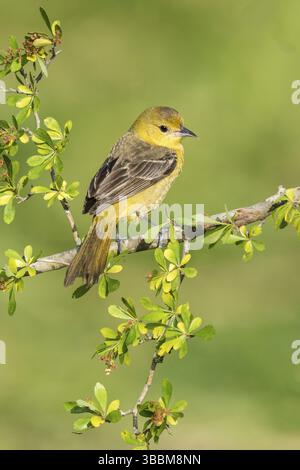 Orchard Oriole (Icterus spurius) Weibchen auf einem Zweig, Texas, USA, Nordamerika Stockfoto