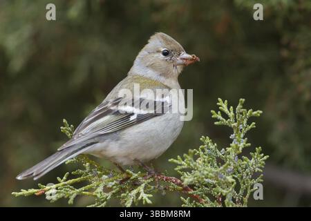 Atlas Chaffinch - Afrikanischer Buchfink - Fringilla coelebs ssp. Africana, Marokko, Frauen, Afrika Stockfoto