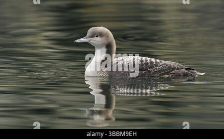 Pacific Loon (Gavia pacifica), British Columbia, Kanada, Nordamerika Stockfoto