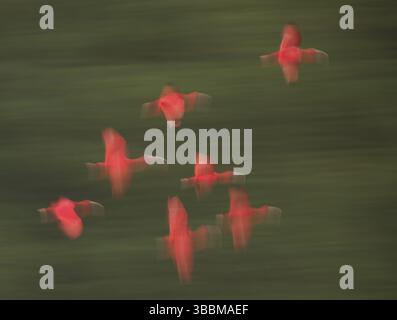 Scarlet Ibis (Eudocimus ruber) Flock Fliegen, Trinidad und Tobago, Mittelamerika Stockfoto