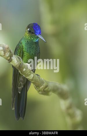 Violett-Brillant (Heliodoxa leadbeateri), der auf einem Zweig im Süden Ecuadors thront Stockfoto