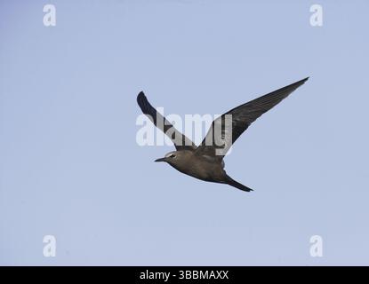 Brown Noddy (Anous stolidus) fliegt, St. Helena Stockfoto