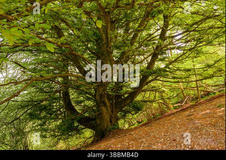 Eine reife Buche (Fagus sylvatica) auf einem steilen Hügel im South Downs National Park unterhalb des Chanctonbury Ring in West Sussex, England. Stockfoto