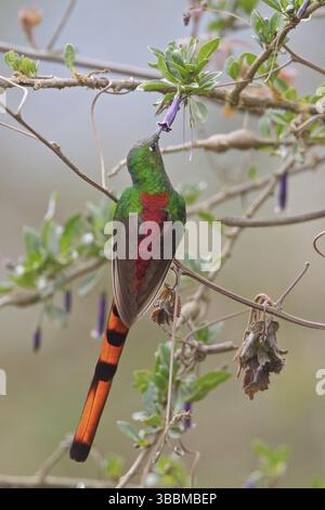 Rotschwanzkomet (Sappho sparganura) thront auf einer Zweigstelle in Bolivien, Südamerika Stockfoto