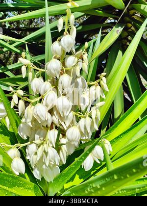 Weiße Yucca Blume Großaufnahme mit grünem Hintergrund. Spanischer Dolch, Yucca Gloriosa. Stockfoto