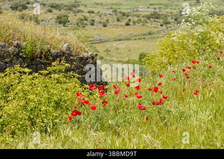 Mohnblumen in einer leichten Brise. Stockfoto