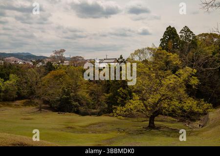 Weite Frühlingslandschaft in Nara, Japan, mit üppigen grünen Bäumen und weit entfernten traditionellen Dächern bei weichem Tageslicht Stockfoto