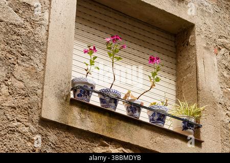 5 Töpfe mit Pflanzen, die auf einer Fensterbank in Spanien wachsen. Ein kleiner Vorsprung mit Blumen in Töpfen. Stockfoto