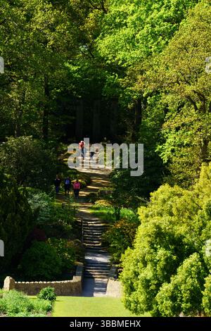 Menschen klettern auf einem Gartenpfad durch dickes Laub, Harrogate, North Yorkshire, Großbritannien. Stockfoto