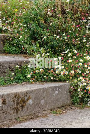 Eine Sorte von Erigeron karvinskianus, auch bekannt als mexikanischer fleabane, mit ihren Gänseblümchen-ähnlichen Blüten, die in Rissen im Pflaster und einer Steinmauer wachsen Stockfoto