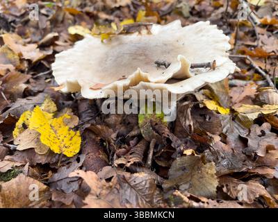 Blick auf Pilze, die auf einem Waldboden vor verschwommenem grünem Hintergrund wachsen, in der Nähe von Köln im Herbst 2022 Stockfoto