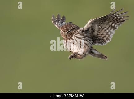 Eine wilde kleine Eule (Athene noctua) im Flug, Norfolk Stockfoto