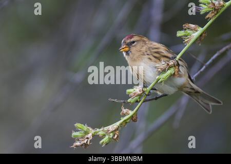 Liter Redpoll - Alpen-Birkenzeisig - Carduelis Cabarett, Deutschland, Europa Stockfoto
