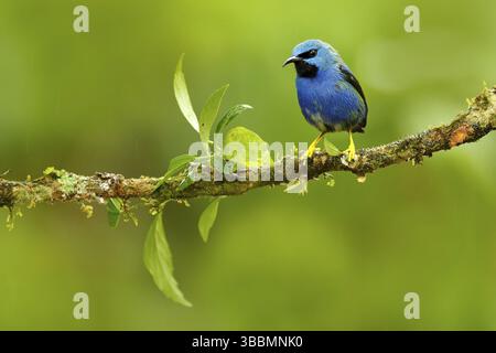 Leuchtender Honigbuntbarbe, Cyanerpes lucidus, exotischer tropischer Blautangler mit gelbem Bein, Costa Rica. Blauer singvögel im Naturlebensraum. Wunderschönes blaues E Stockfoto