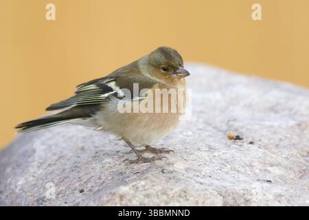 Buchfink - Fringilla coelebs ssp. Coelebs, Deutschland, Erwachsene weiblich, Europa Stockfoto