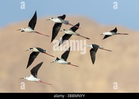 Stelzenlaeufer, Schwarzflügelpfahl, Himantopus himantopus, Echasse blanche, Cigueenuela Comun Stockfoto