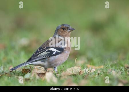Buchfink - Fringilla coelebs ssp. Gengleri, Großbritannien, Erwachsene männlich Stockfoto