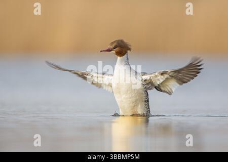 Gemeine Merganser (Mergus merganser), weiblich, schwimmend auf See, flatternde Flügel, Sachsen-Anhalt, Deutschland, Europa Stockfoto