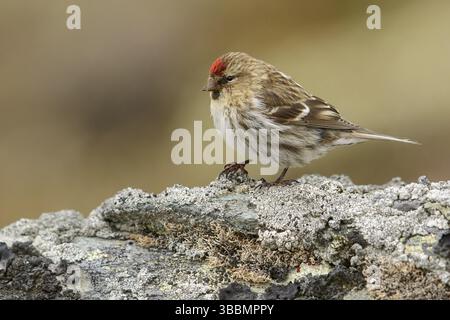 Rotpoll (Carduelis flammea) thront auf einem Felsen in der Nähe von Nome, Alaska Stockfoto