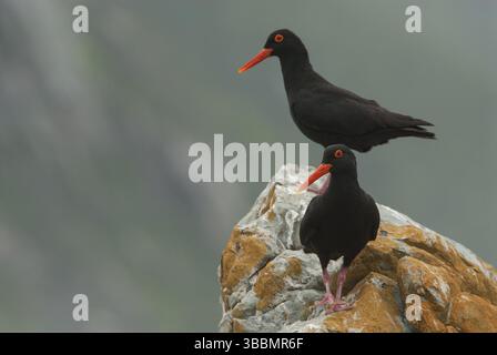 Afrikanischer Austernfänger (Haematopus moquini), Ostkap, Südafrika, Afrika Stockfoto