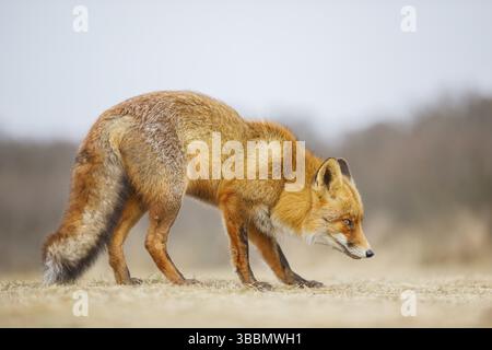 Rotfuchs, Vulpes vulpes Rotfuchs, Vulpes vulpes Stockfoto