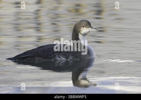 Pacific Loon (Gavia pacifica), British Columbia, Kanada, Nordamerika Stockfoto