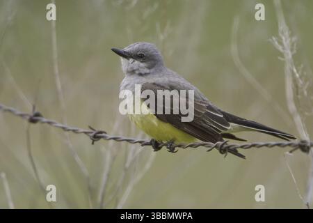 Westlicher Kingbird (Tyrannus verticalis), British Columbia, Kanada, Nordamerika Stockfoto