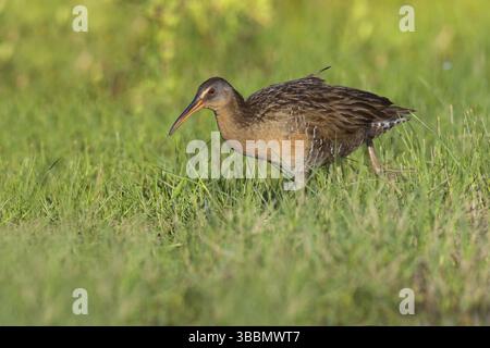King Rail (Rallus elegans), Texas, USA, Nordamerika Stockfoto