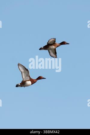 Wilde Ente, wilde Pochard, weißäugige Pochard, Moorente, Fuligule nyroca, Aythya nyroca, cigányréce, Hortobágy, Ungarn, Europa Stockfoto