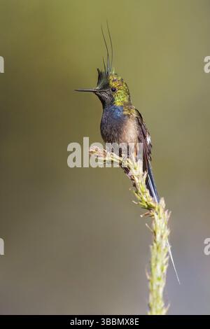 Dornschwanz (Popelairia popelairii) mit Drahtschwanz auf einem Zweig im Manu-Nationalpark, Peru, Südamerika Stockfoto