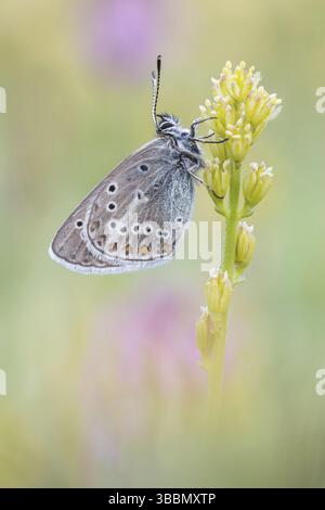 Der Storchschnabel-Blaeuling oder Schwarzbraune Blaeuling (Eumedonia eumedon) Stockfoto