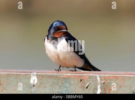 Scheune Swallow, Rauchschwalbe, Hirondelle rustique, Hirundo rustica, füsti fecske, Hortobágy, Ungarn, Magyarország, Europa Stockfoto