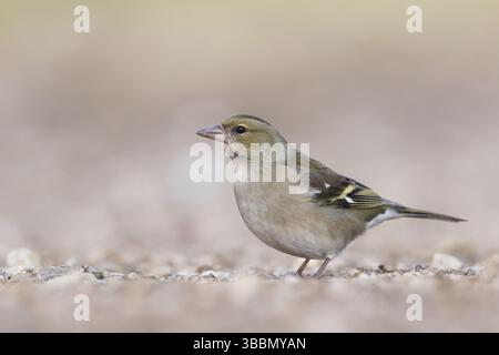Buchfink - Fringilla coelebs ssp. Coelebs, Spanien, Frauen, Europa Stockfoto