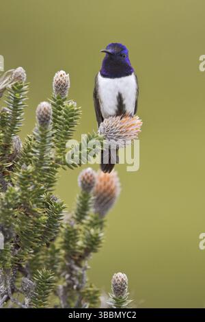 Ecuadorian Hillstar (Oreotrochilus chimborazo), Ecuador, Südamerika Stockfoto