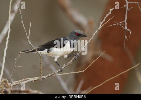 Magpie Starling (Speculipastor bicolor) weiblich, Samburu, Kenia, Afrika Stockfoto